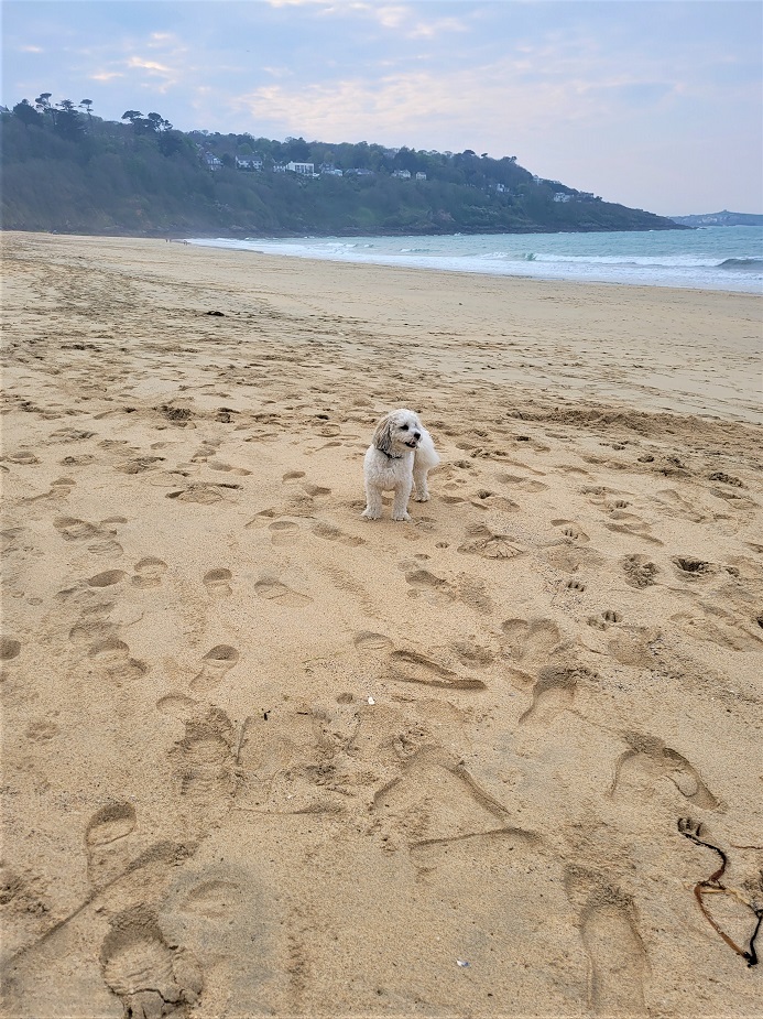 Dogs on beach
