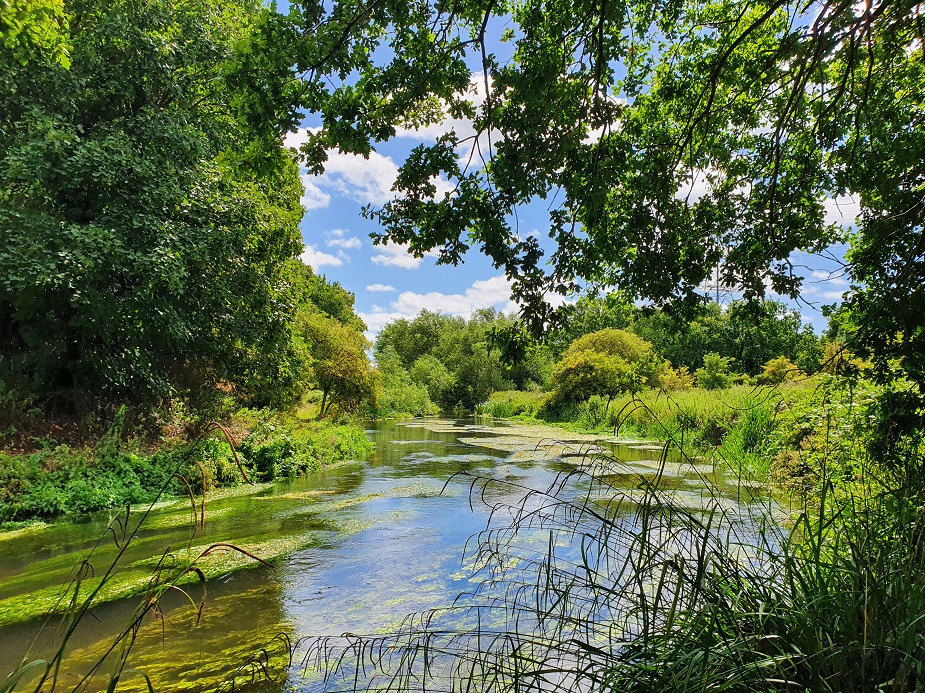 What Is The Best Tree Planting Charity UK