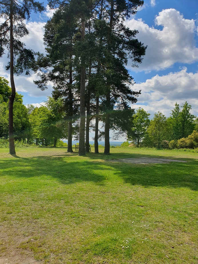 What Is The Best Tree Planting Charity UK