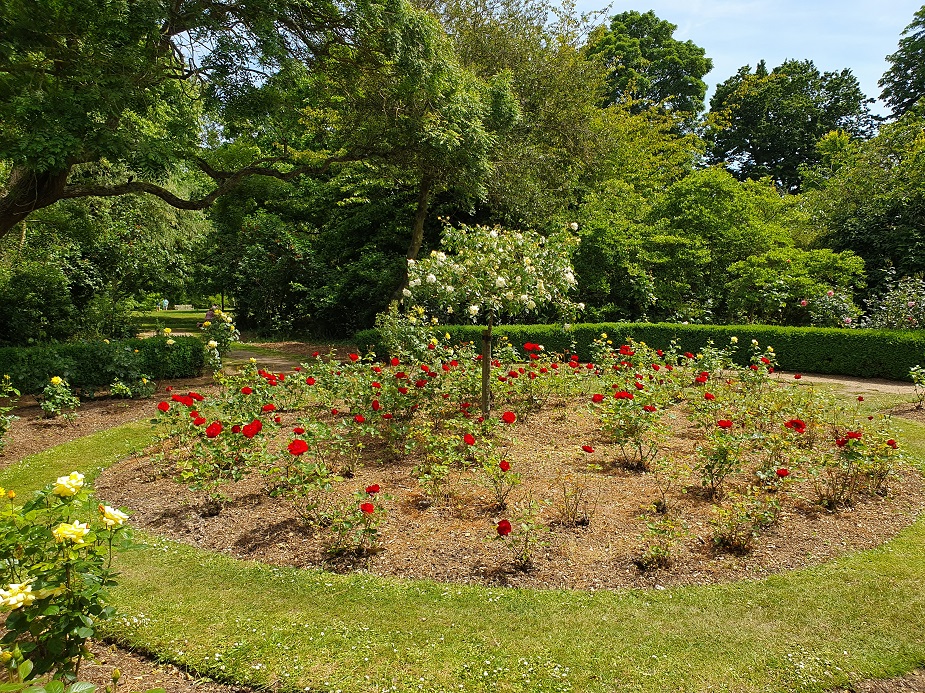 Rose garden Cannizaro Park