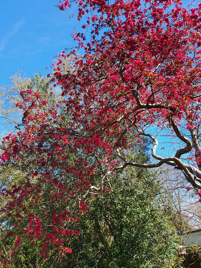 Pink tree