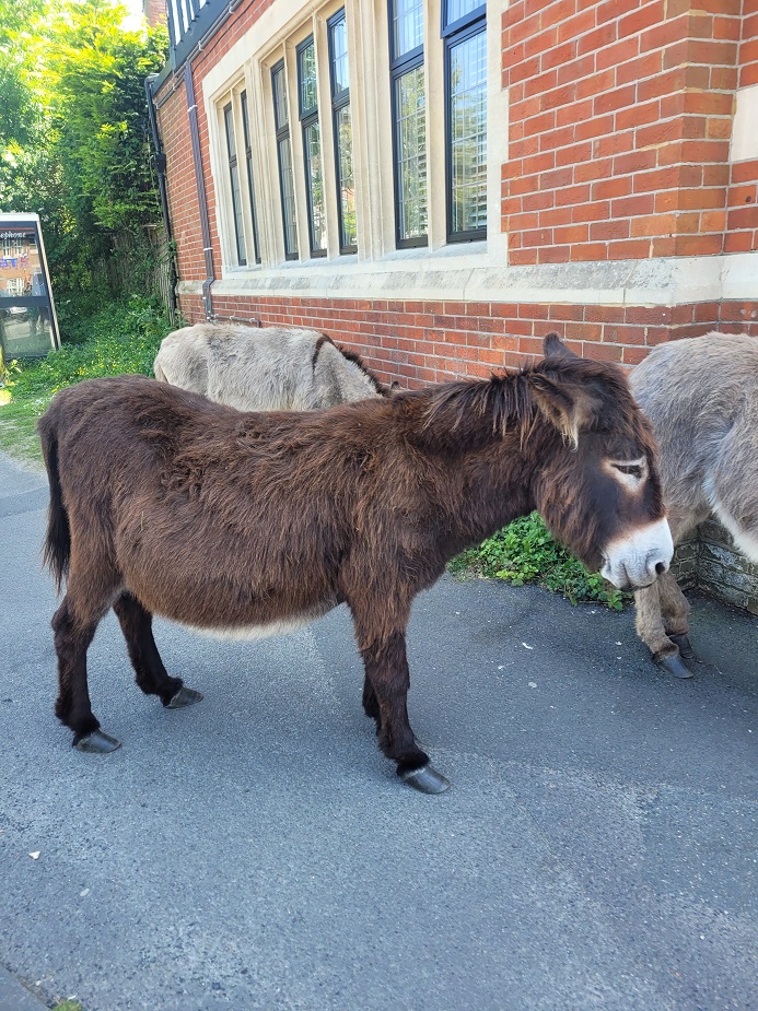 Donkeys New Forest