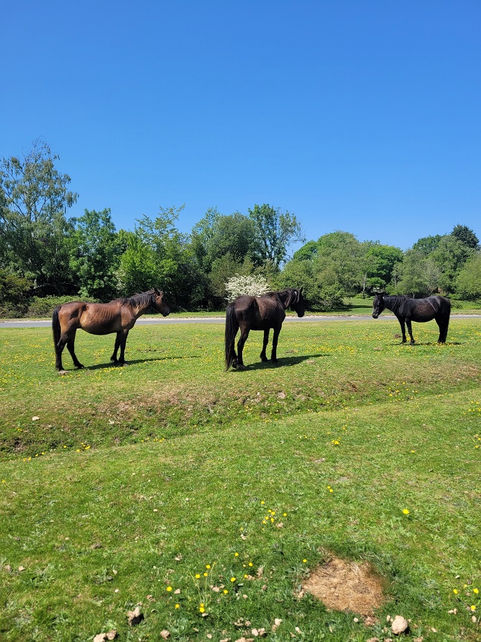 Best Villages In The New Forest