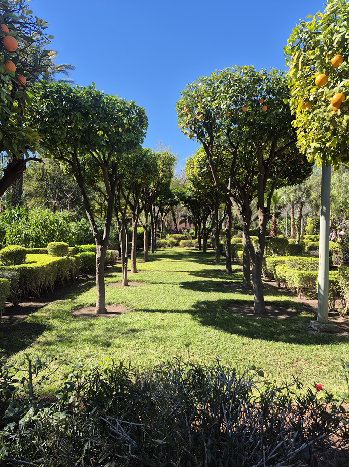 Cyber Park Arsat Moulay Abdeslam trees